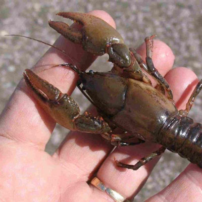 A Guide to the Crayfishes found in Nebraska