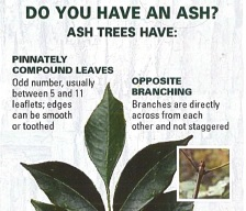 emerald ash borer card