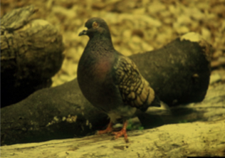 Invasive pigeon