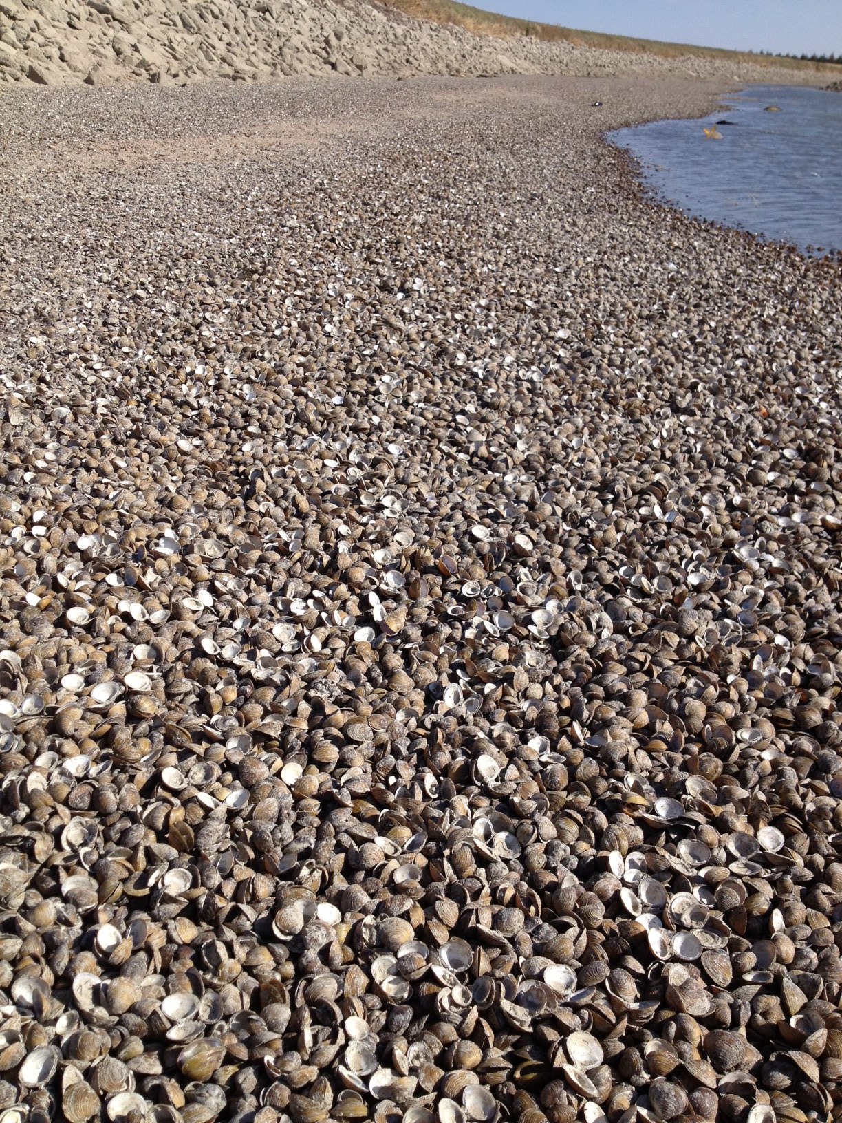 Dead Asian Clams on Shore