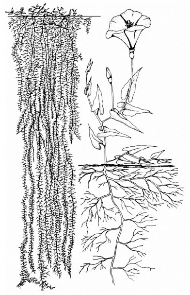 Bindweed root system