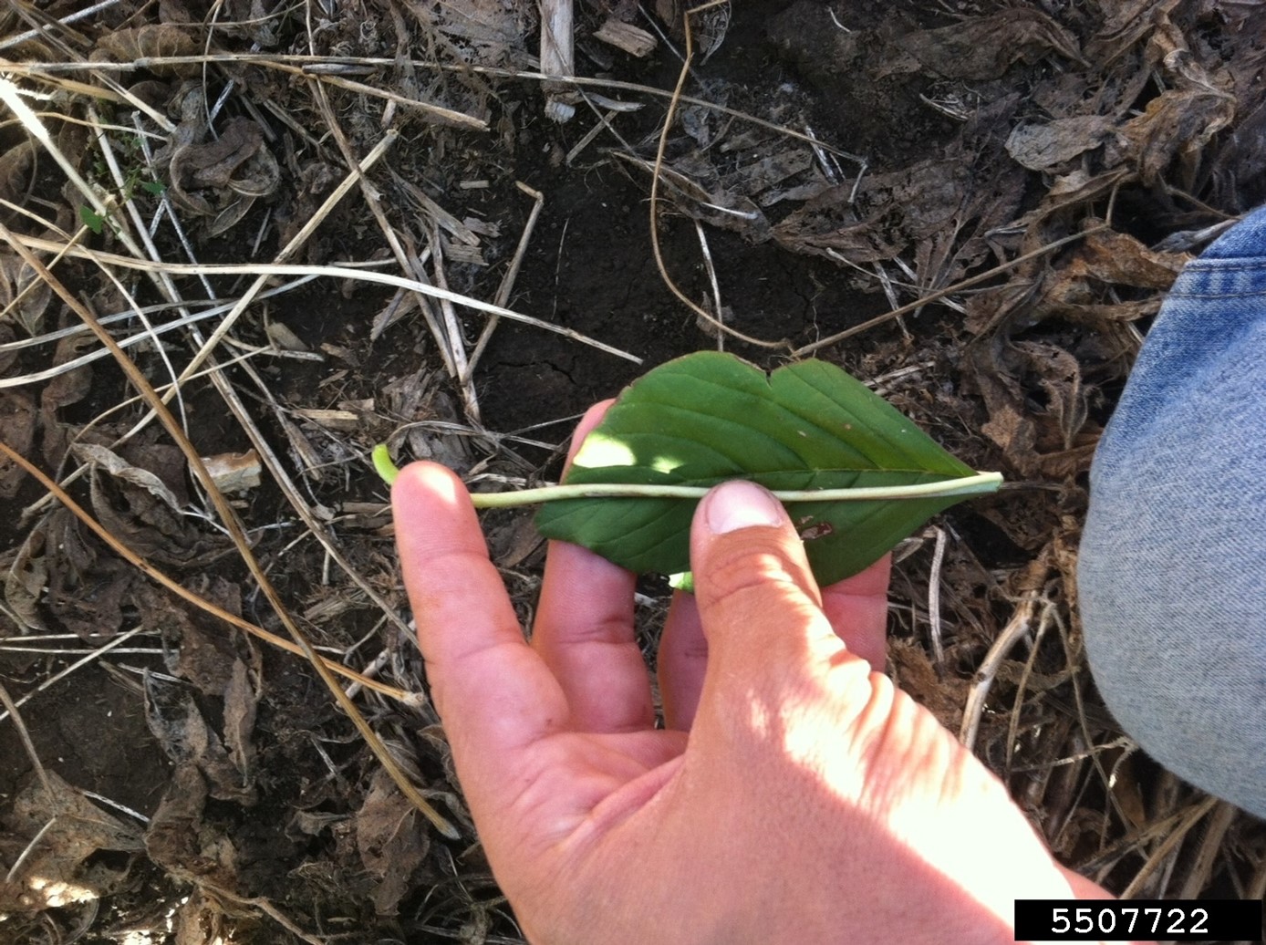 Fold the petiole of the leaf & if it is longer than the leaf it is palmer