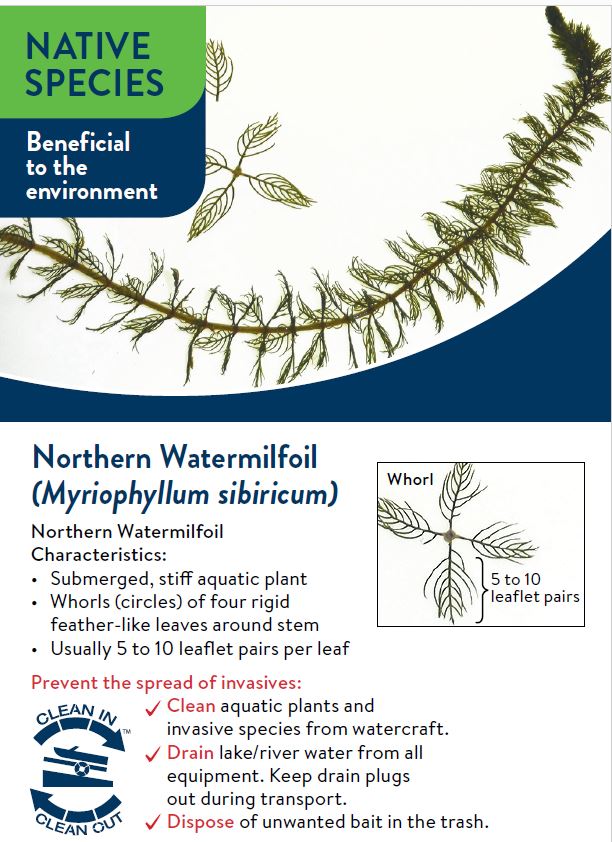Northern Watermilfoil characteristics.
