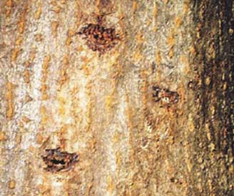 Damage to trees from Asian Longhorned Beetle