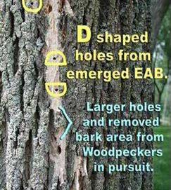 D shape EAB exit holes