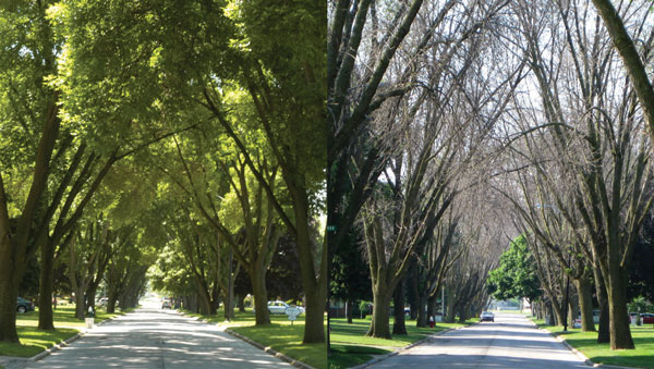 Ash tree die off from EAB, 2006 (left) to 2009 (right)
