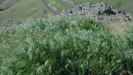 An infestation of cheatgrass on the top of a rocky hill