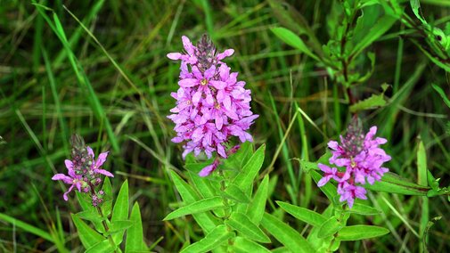 Flowering purple loosestrife in an outdoor setting. 