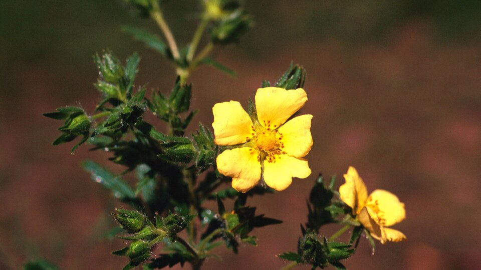 Yellow flower with five petals and green leaves against a blurred brown background.