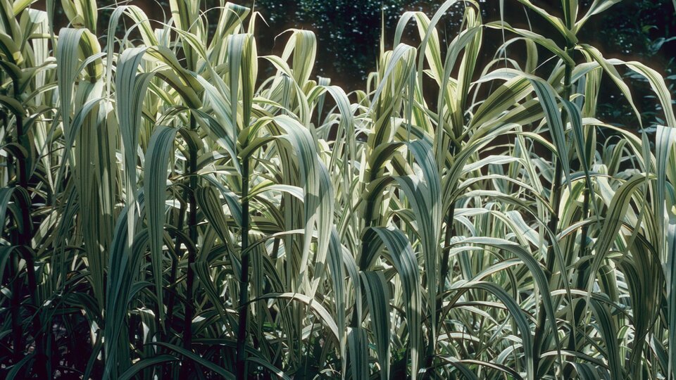 A field of giant reed plants
