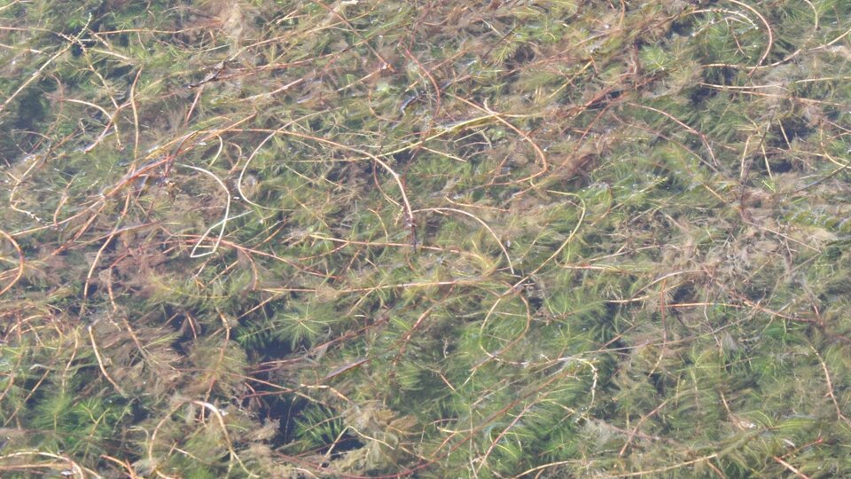An infestation of Eurasian watermilfoil.
