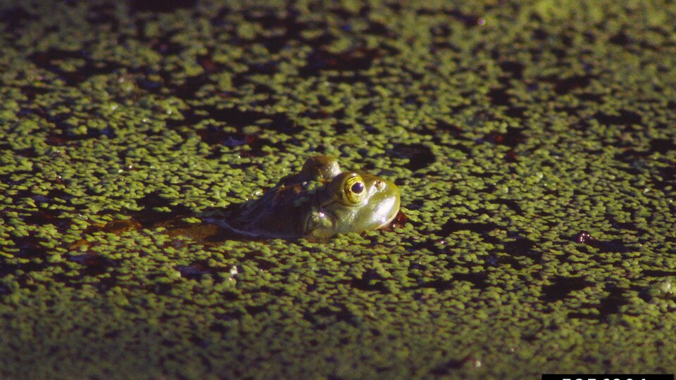 Frog peeks above green duckweed-covered water.