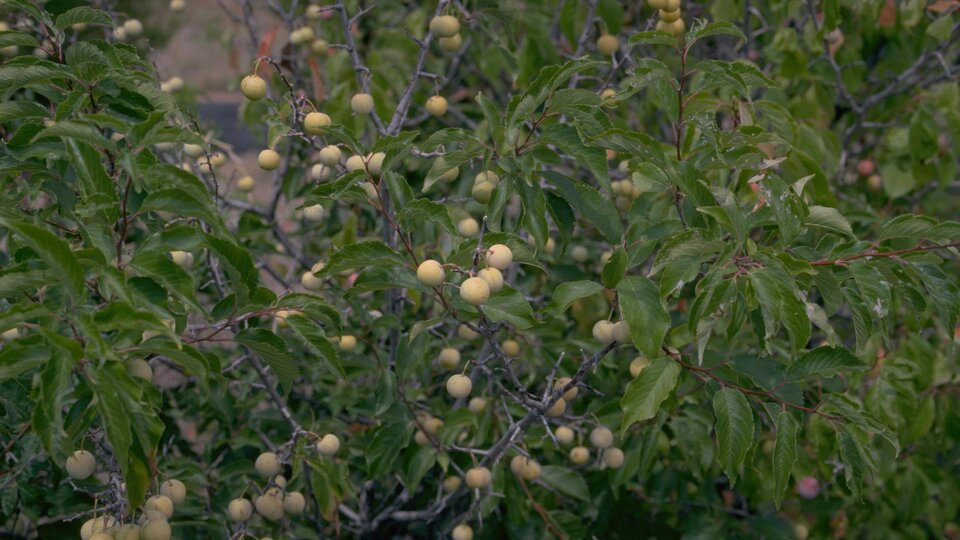Wild plum with clusters of small, unripe yellowish fruits.