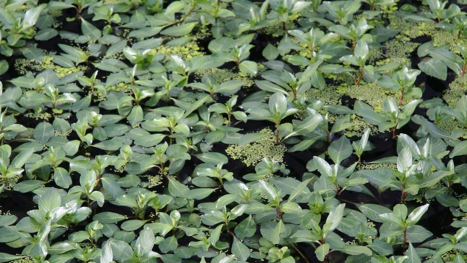 A field of creeping water primrose floating on a water body.