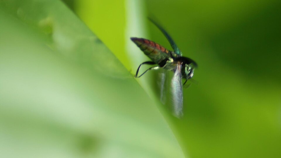 An emerald ash borer insect flying off of a leaf.