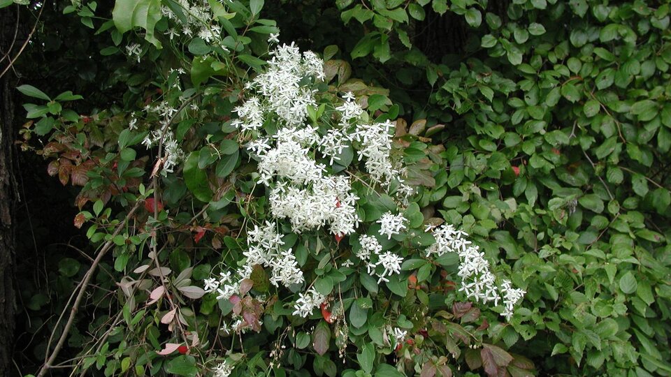 White flowering sweet autumn virgin's bower intertwined with green and red-tinged foliage.