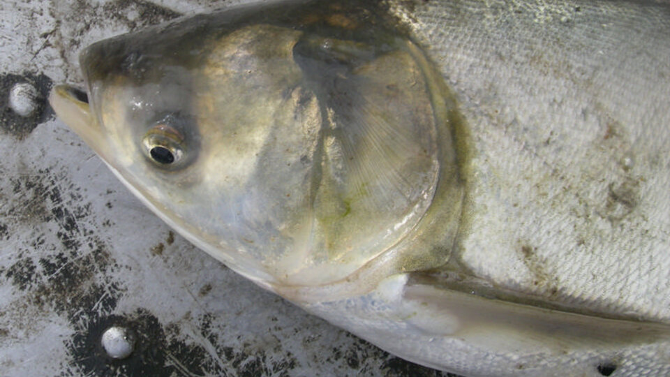 White perch (Morone americana).