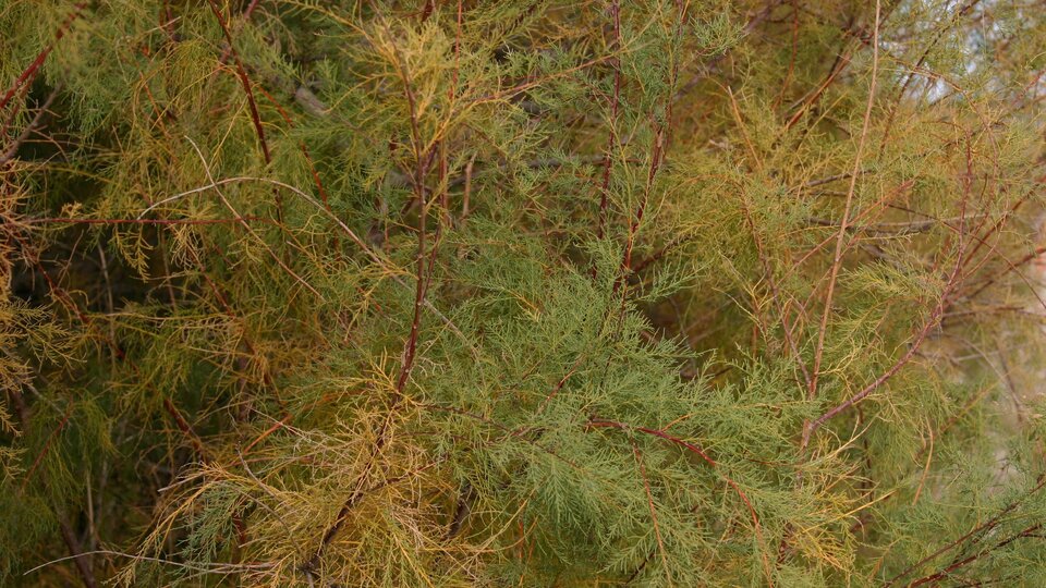 Saltcedar foliage and stems.