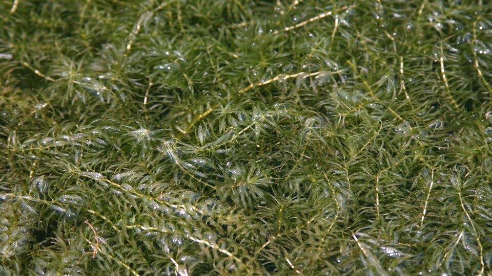 A closeup of a dense patch of hydrilla