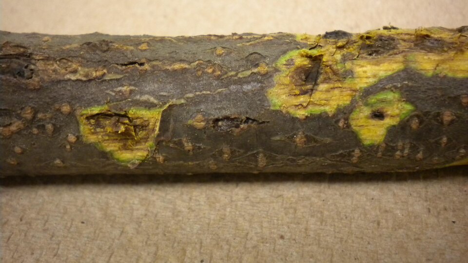 A tree branch with rough bark showing yellowish patches and small holes against a tan background.