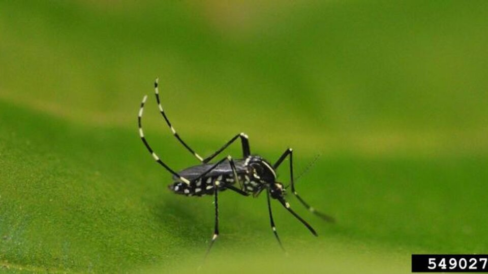 Black and white striped mosquito perched on a green leaf.