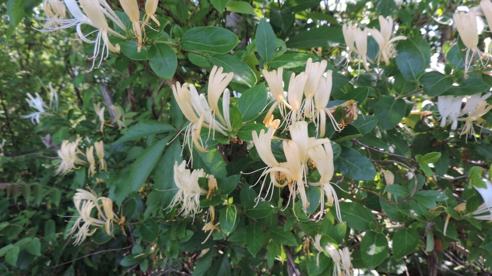 Cream-colored honeysuckle flowers surrounded by green foliage.