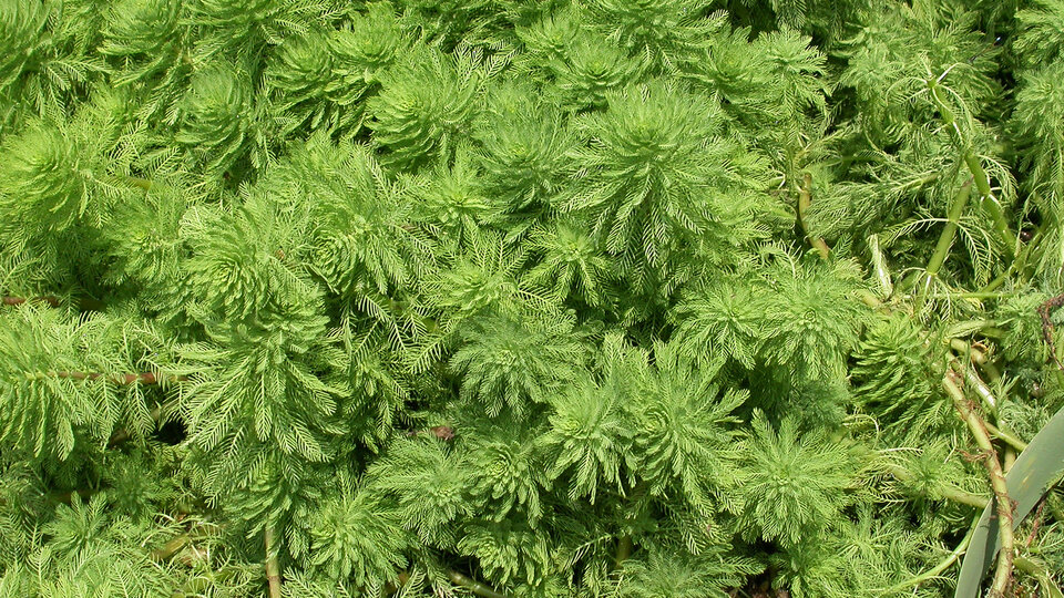 A field of parrot feather plants.