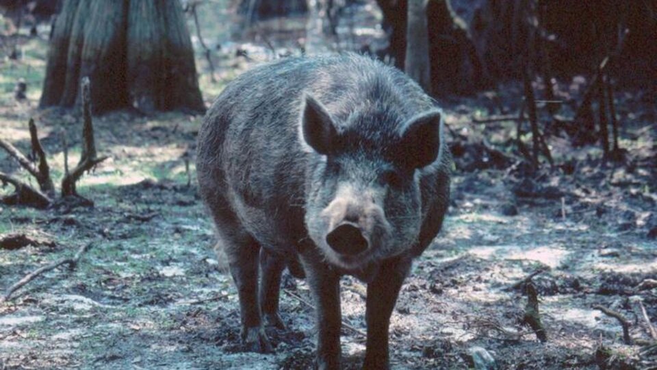 Feral hog (Sus scrofa).