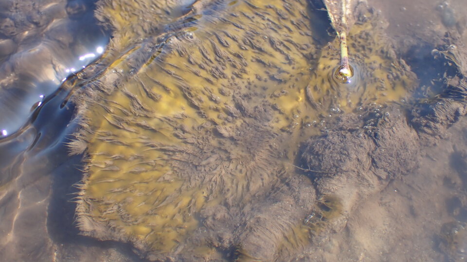 Didymo on a rock submerged in water
