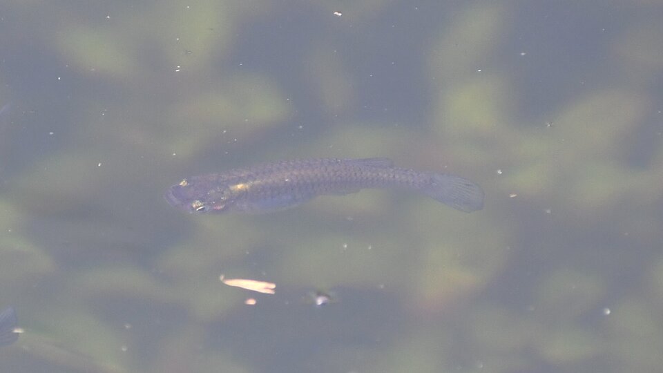 A western mosquitofish