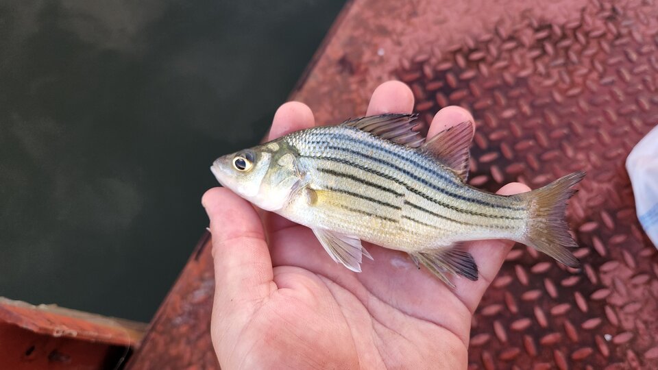 A closeup of a yellow bass fish in an adult hand