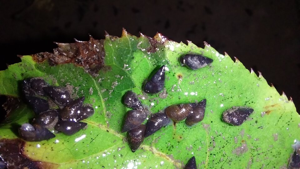 A cluster of New Zealand mudsnails on a leaf.