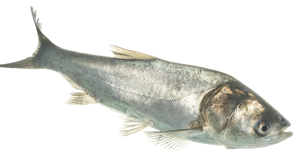 Silver carp (Hypophthalmichthys molitrix). Photographed at Gavins Point National Fish Hatchery.