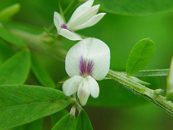 Sericea lespedeza (Lespedeza cuneata)