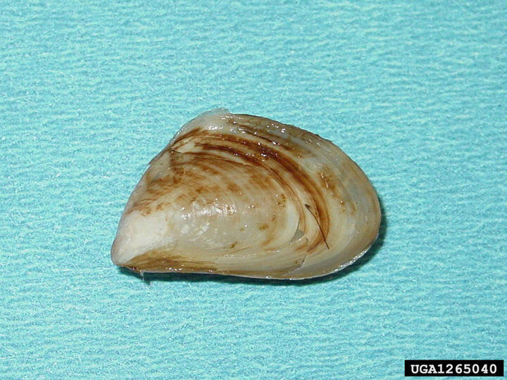 A closeup of a quagga mussel shell