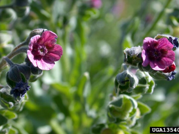 A closeup of two dark purple flowers on a houndstongue plant