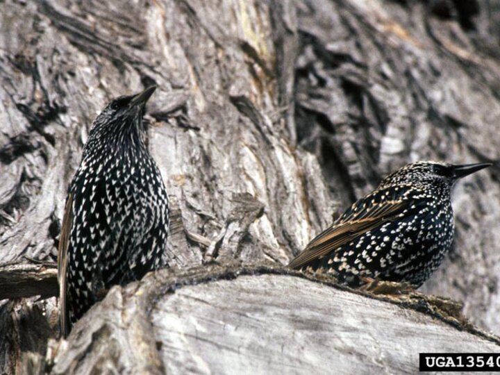 European starling (Sturnus vulgaris).