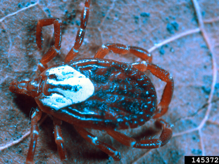 An aerial closeup view of an adult female gulf coast tick on a leaf