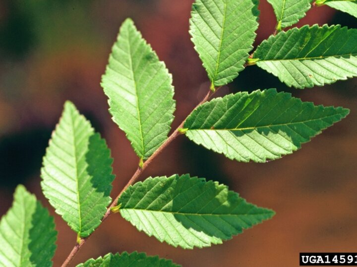 A closeup of the foliage on a Siberian elm tree