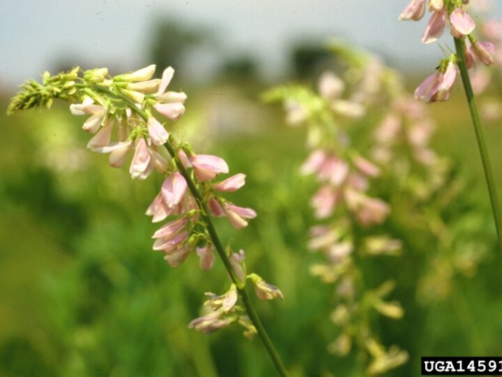 A closeup of flowering goatsrue in a field