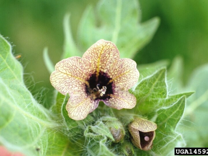 A close of a henbane flower in bloom