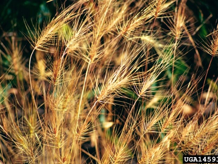 A closeup of the long spiked seedheads of Medusahead plants