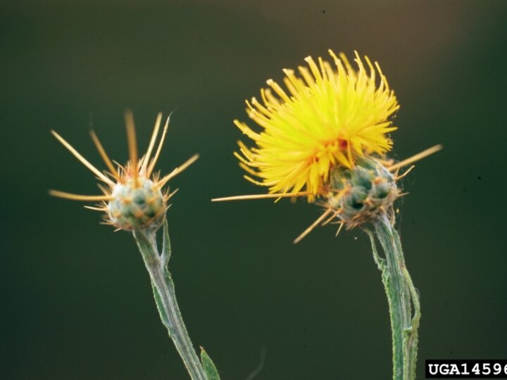 A closeup of a yellow starthistle seedhead with and without its yellow flower petals