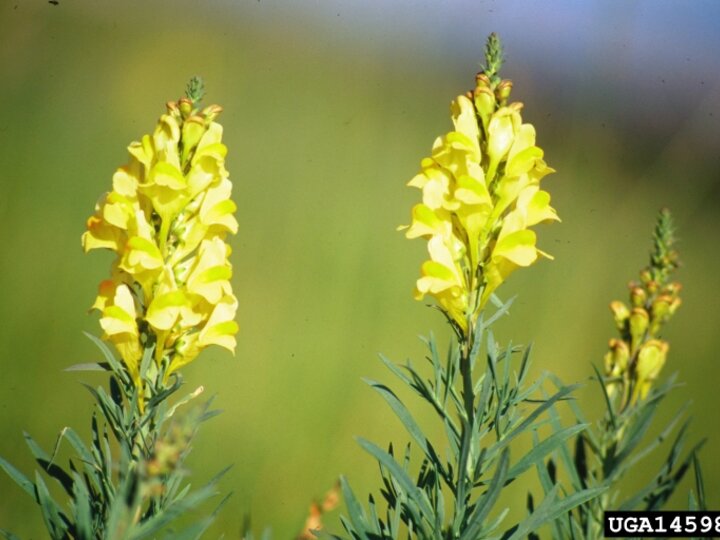 A closeup of several yellow toadflax flowers and stems