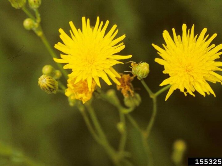 The small yellow flowers on perennial sowthistle