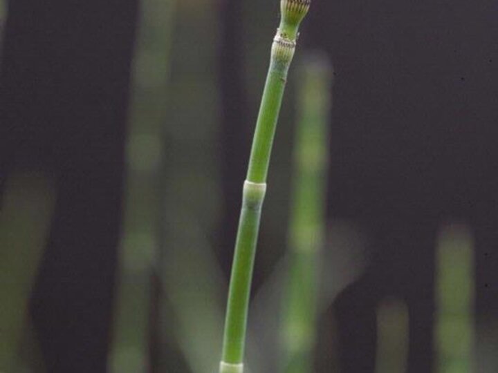 An immature scouring rush seedhead