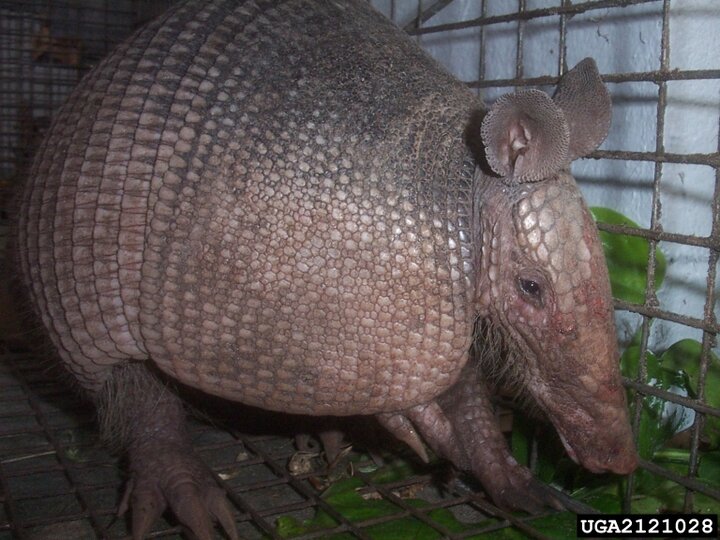A closeup of a nine-banded armadillo's side front profile