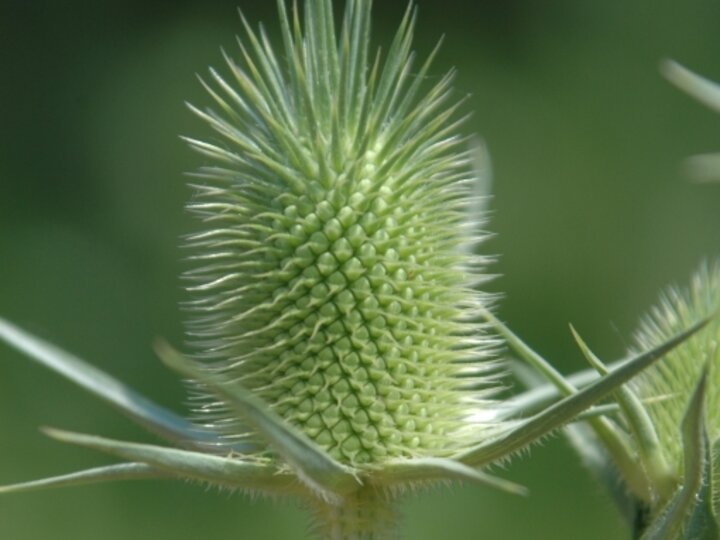 A closeup of a cutleaf teasel seedhead