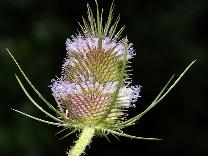A closeup of a common teasel seedhead
