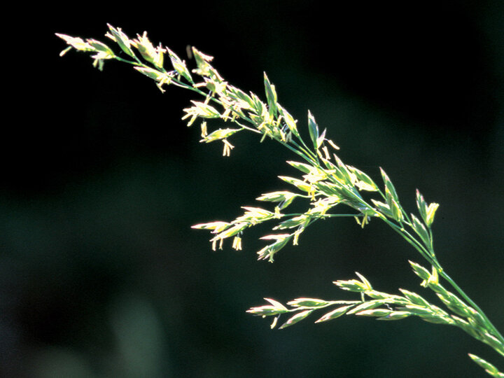 A closeup of a tall fescue seedhead